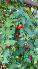 Solanum dulcamara