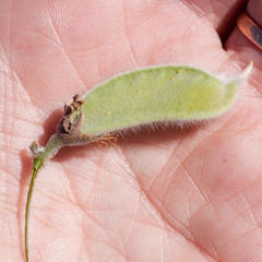 Xiphotheca elliptica