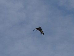 Buteo buteo