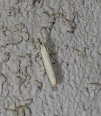Agriphila attenuatus
