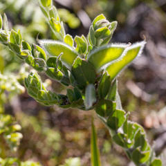 Xiphotheca elliptica
