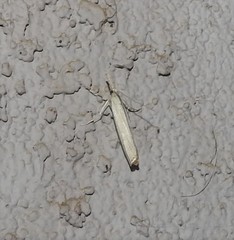 Agriphila attenuatus