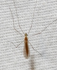 Gonomyia