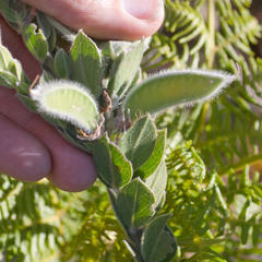 Xiphotheca elliptica