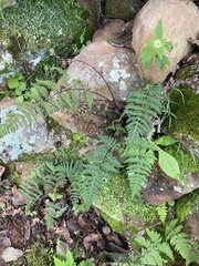 Aleuritopteris farinosa