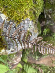 Aleuritopteris farinosa