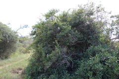 Grewia occidentalis occidentalis