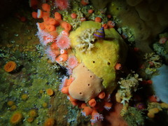 Clathria microjoanna