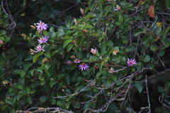 Grewia occidentalis occidentalis