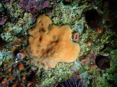 Clathria microjoanna