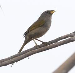 Embernagra longicauda