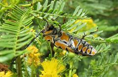Tragocephala variegata