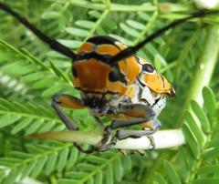 Tragocephala variegata