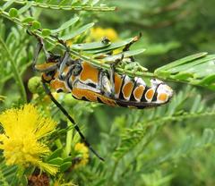 Tragocephala variegata