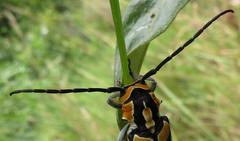 Tragocephala variegata