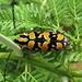 Tragocephala variegata - Photo (c) magdastlucia, algunos derechos reservados (CC BY-NC)