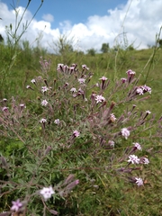 Stevia viscida