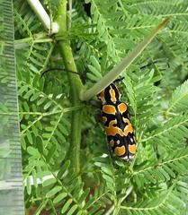 Tragocephala variegata