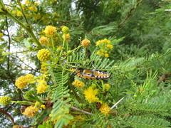 Tragocephala variegata