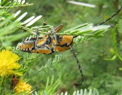 Tragocephala variegata