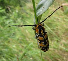 Tragocephala variegata