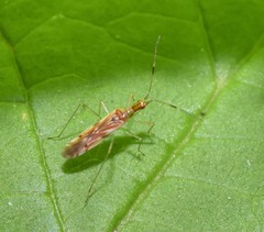 Dicyphus famelicus