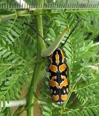Tragocephala variegata