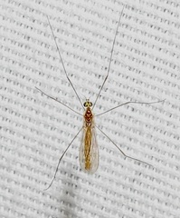 Gonomyia