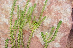 Diosma recurva