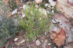 Diosma recurva