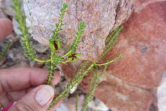 Diosma recurva