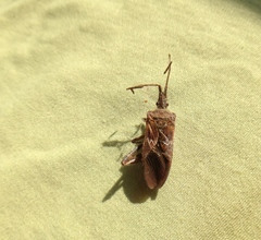 Leptoglossus corculus