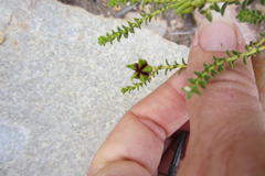 Diosma recurva