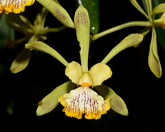 Encyclia alata