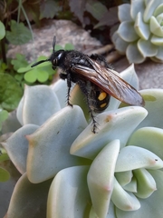 Campsomeris bistrimacula