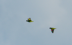 Amazona xantholora