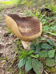 Phlebopus marginatus