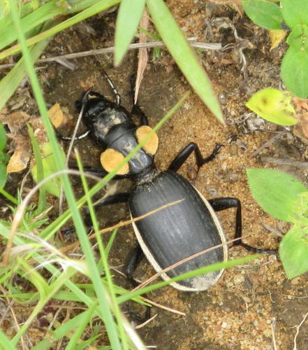 Photo of Common Oogpister (Anthia thoracica)
