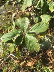 Crataegus succulenta