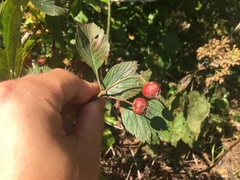 Crataegus succulenta