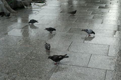 Columba livia domestica