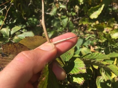Crataegus succulenta