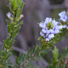 Psoralea obliqua