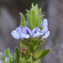Psoralea obliqua