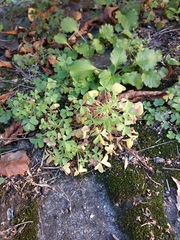 Oxalis × vanaelstii