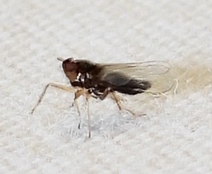 Pissonotus piceus