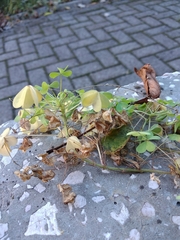 Oxalis × vanaelstii