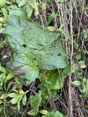 Geum laciniatum