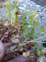 Oxalis × vanaelstii
