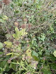Geum laciniatum